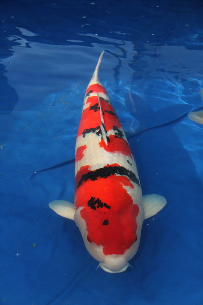 Holland koi show 2012 obr 7